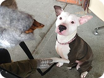 American Staffordshire Terrier Mix Dog for Sale in New York, New York - Princess American Staffordshire Terrier Mix Dog for Sale in New York, New York - Princess