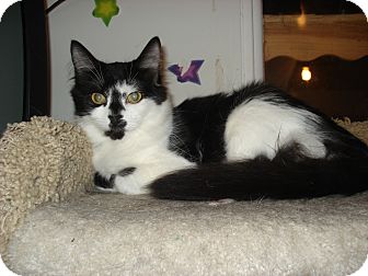 Domestic Mediumhair Kitten for Sale in Middletown, Connecticut - Ella Domestic Mediumhair Kitten for Sale in Middletown, Connecticut - Ella