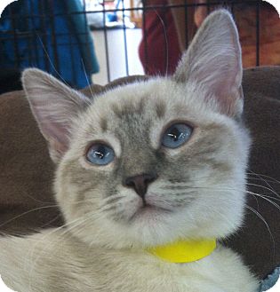 Siamese Cat for Sale in Winchester, California - Siouxee-Q Siamese Cat for Sale in Winchester, California - Siouxee-Q