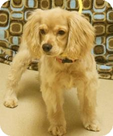 Cocker Spaniel Mix Dog for Sale in Gary, Indiana - Gracie Cocker Spaniel Mix Dog for Sale in Gary, Indiana - Gracie
