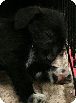 Poodle (Miniature)/Terrier (Unknown Type, Small) Mix Puppy for Sale in Modesto, California - Thumper Poodle (Miniature)/Terrier (Unknown Type, Small) Mix Puppy for Sale in Modesto, California - Thumper