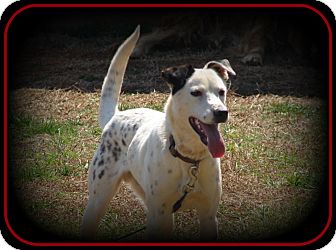 Pointer/Jack Russell Terrier Mix Dog for Sale in Indian Trail, North Carolina - Skittles Pointer/Jack Russell Terrier Mix Dog for Sale in Indian Trail, North Carolina - Skittles
