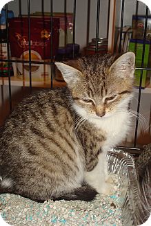 Domestic Shorthair Kitten for Sale in Brooklyn, New York - Pistachio Domestic Shorthair Kitten for Sale in Brooklyn, New York - Pistachio