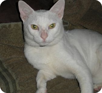 Domestic Shorthair Cat for Sale in Los Angeles, California - Sinclair Domestic Shorthair Cat for Sale in Los Angeles, California - Sinclair