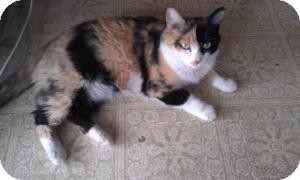 Domestic Shorthair Cat for Sale in Tempe, Arizona - Missy Domestic Shorthair Cat for Sale in Tempe, Arizona - Missy