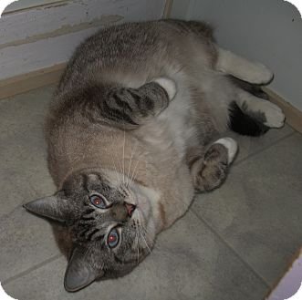 Siamese Cat for Sale in Shelton, Washington - Ghost Siamese Cat for Sale in Shelton, Washington - Ghost
