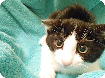 Domestic Mediumhair Kitten for Sale in Fountain Hills, Arizona - OLIVE Domestic Mediumhair Kitten for Sale in Fountain Hills, Arizona - OLIVE