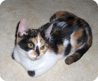 Domestic Shorthair Kitten for Sale in Richmond, Virginia - Cybil Domestic Shorthair Kitten for Sale in Richmond, Virginia - Cybil