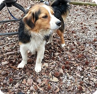 Sheltie, Shetland Sheepdog/Border Collie Mix Dog for Sale in Allentown, Pennsylvania - Rascal Sheltie, Shetland Sheepdog/Border Collie Mix Dog for Sale in Allentown, Pennsylvania - Rascal