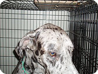 Great Dane Dog for Sale in Phoenix, Arizona - Gizmo Great Dane Dog for Sale in Phoenix, Arizona - Gizmo
