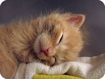 Domestic Shorthair Kitten for Sale in Chicago, Illinois - Mulg Domestic Shorthair Kitten for Sale in Chicago, Illinois - Mulg