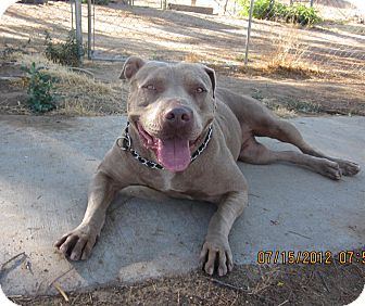 American Staffordshire Terrier/Pit Bull Terrier Mix Dog for Sale in Bellflower, California - Penelope American Staffordshire Terrier/Pit Bull Terrier Mix Dog for Sale in Bellflower, California - Penelope