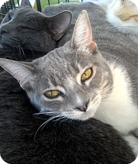 Domestic Shorthair Cat for Sale in Phoenix, Arizona - Stompie Domestic Shorthair Cat for Sale in Phoenix, Arizona - Stompie