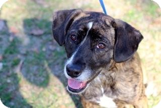 Pit Bull Terrier Mix Dog for Sale in Gainesville, Florida - Wendy Pit Bull Terrier Mix Dog for Sale in Gainesville, Florida - Wendy