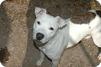 American Pit Bull Terrier Dog for Sale in san antonio, Texas - lola American Pit Bull Terrier Dog for Sale in san antonio, Texas - lola