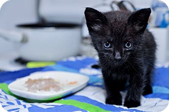Domestic Shorthair Kitten for Sale in St. Louis, Missouri - Feeny Domestic Shorthair Kitten for Sale in St. Louis, Missouri - Feeny