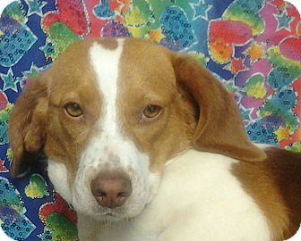 Beagle Mix Puppy for Sale in London, Kentucky - Emma Beagle Mix Puppy for Sale in London, Kentucky - Emma