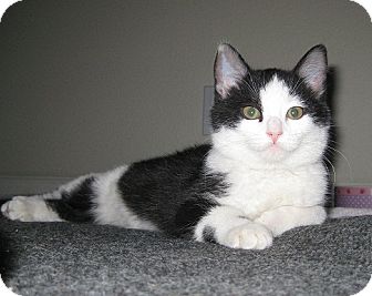 Domestic Mediumhair Kitten for Sale in Irvine, California - Topanga Domestic Mediumhair Kitten for Sale in Irvine, California - Topanga