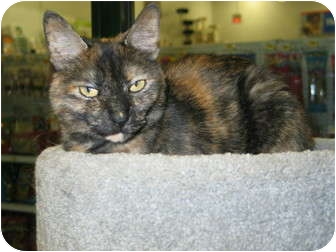 Domestic Shorthair Cat for Sale in West Dundee, Illinois - Jackie Domestic Shorthair Cat for Sale in West Dundee, Illinois - Jackie