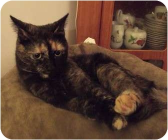 Domestic Shorthair Cat for Sale in Mississauga, Ontario, Ontario - Jenny Jones Domestic Shorthair Cat for Sale in Mississauga, Ontario, Ontario - Jenny Jones