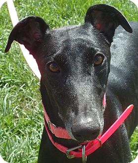 Greyhound Dog for Sale in Longwood, Florida - Gal With A Gun Greyhound Dog for Sale in Longwood, Florida - Gal With A Gun