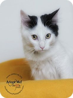 Turkish Van Cat for Sale in Phoenix, Arizona - Spot Turkish Van Cat for Sale in Phoenix, Arizona - Spot