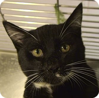 Domestic Shorthair Kitten for Sale in El Cajon, California - Thomas Domestic Shorthair Kitten for Sale in El Cajon, California - Thomas