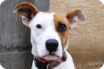 Australian Cattle Dog/American Pit Bull Terrier Mix Dog for Sale in San Diego, California - Sandi URGENT - NEW PICS! Australian Cattle Dog/American Pit Bull Terrier Mix Dog for Sale in San Diego, California - Sandi URGENT - NEW PICS!