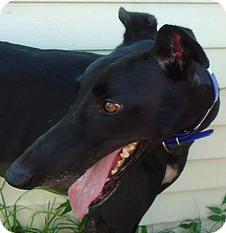 Greyhound Dog for Sale in Longwood, Florida - Instantly OUt Greyhound Dog for Sale in Longwood, Florida - Instantly OUt
