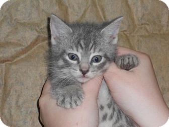 Domestic Shorthair Kitten for Sale in Oxford, New York - Will Domestic Shorthair Kitten for Sale in Oxford, New York - Will