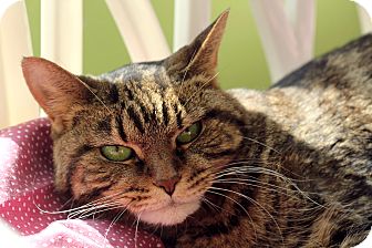 Domestic Shorthair Cat for Sale in Chicago, Illinois - Bird Domestic Shorthair Cat for Sale in Chicago, Illinois - Bird