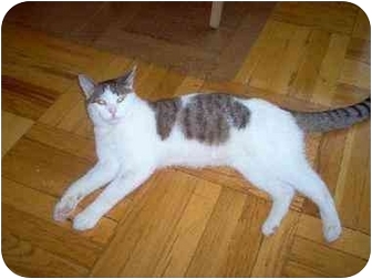 Domestic Shorthair Cat for Sale in Jamaica, New York - Joey Domestic Shorthair Cat for Sale in Jamaica, New York - Joey