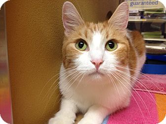Domestic Shorthair Cat for Sale in Foothill Ranch, California - Ricky Domestic Shorthair Cat for Sale in Foothill Ranch, California - Ricky