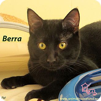 Domestic Shorthair Cat for Sale in St Louis, Missouri - Berra Domestic Shorthair Cat for Sale in St Louis, Missouri - Berra