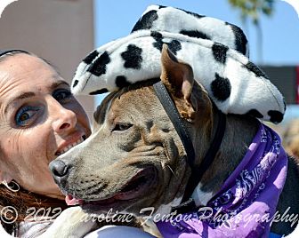 American Pit Bull Terrier Mix Dog for Sale in San Diego, California - Mufasa American Pit Bull Terrier Mix Dog for Sale in San Diego, California - Mufasa