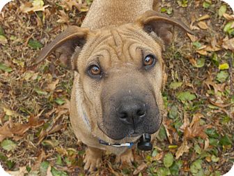 Shar Pei Mix Dog for Sale in Mira Loma, California - Neo Shar Pei Mix Dog for Sale in Mira Loma, California - Neo