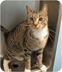 Domestic Shorthair Cat for Sale in New York, New York - Flanders Domestic Shorthair Cat for Sale in New York, New York - Flanders
