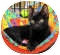 Domestic Shorthair Cat for Sale in Harrisburg, North Carolina - Tee Domestic Shorthair Cat for Sale in Harrisburg, North Carolina - Tee