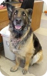 German Shepherd Dog Mix Dog for Sale in New Bedford, Massachusetts - Roxi German Shepherd Dog Mix Dog for Sale in New Bedford, Massachusetts - Roxi