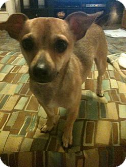 Chihuahua Mix Dog for Sale in Lexington, KY, Kentucky - Dezi Chihuahua Mix Dog for Sale in Lexington, KY, Kentucky - Dezi