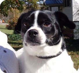 Boston Terrier Mix Dog for Sale in Windham, New Hampshire - Digby ($150 off) Boston Terrier Mix Dog for Sale in Windham, New Hampshire - Digby ($150 off)