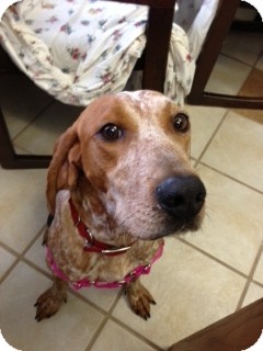 English (Redtick) Coonhound Mix Dog for Sale in Chippewa Falls, Wisconsin - Saidy English (Redtick) Coonhound Mix Dog for Sale in Chippewa Falls, Wisconsin - Saidy
