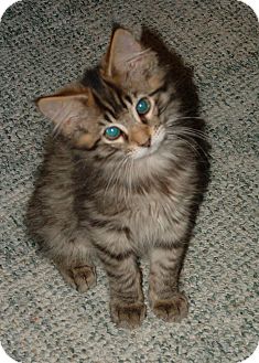 Domestic Longhair Kitten for Sale in New Haven, Connecticut - Emmett Domestic Longhair Kitten for Sale in New Haven, Connecticut - Emmett