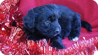 Cockapoo Mix Puppy for Sale in Torrance, California - JEFFREY Cockapoo Mix Puppy for Sale in Torrance, California - JEFFREY