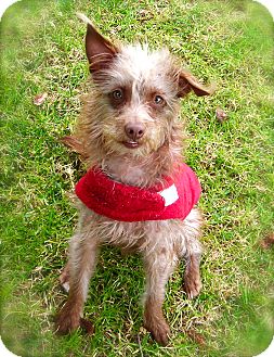Terrier (Unknown Type, Small) Mix Dog for Sale in El Cajon, California - Sugar Terrier (Unknown Type, Small) Mix Dog for Sale in El Cajon, California - Sugar