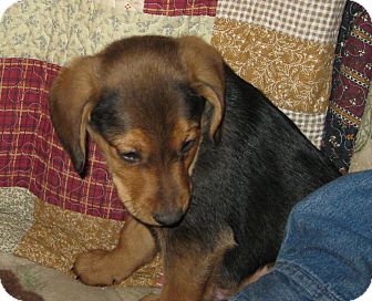 German Shepherd Dog/Beagle Mix Puppy for Sale in Prole, Iowa - Dallas German Shepherd Dog/Beagle Mix Puppy for Sale in Prole, Iowa - Dallas