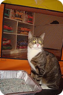 American Shorthair Kitten for Sale in Brooklyn, New York - Naomi American Shorthair Kitten for Sale in Brooklyn, New York - Naomi