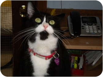 Domestic Shorthair Cat for Sale in Cleveland, Ohio - Friendly Domestic Shorthair Cat for Sale in Cleveland, Ohio - Friendly