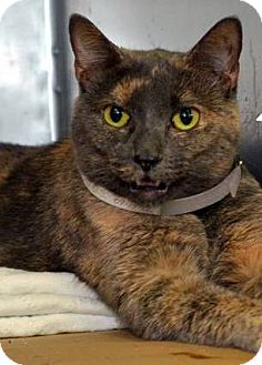 Domestic Shorthair Cat for Sale in Fairfield, Connecticut - Priscilla Domestic Shorthair Cat for Sale in Fairfield, Connecticut - Priscilla