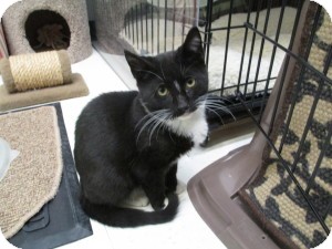 Domestic Shorthair Cat for Sale in Oceanside, New York - Lenny Domestic Shorthair Cat for Sale in Oceanside, New York - Lenny